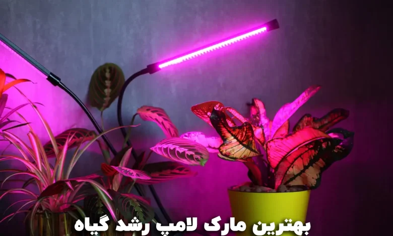 lamp plant growth