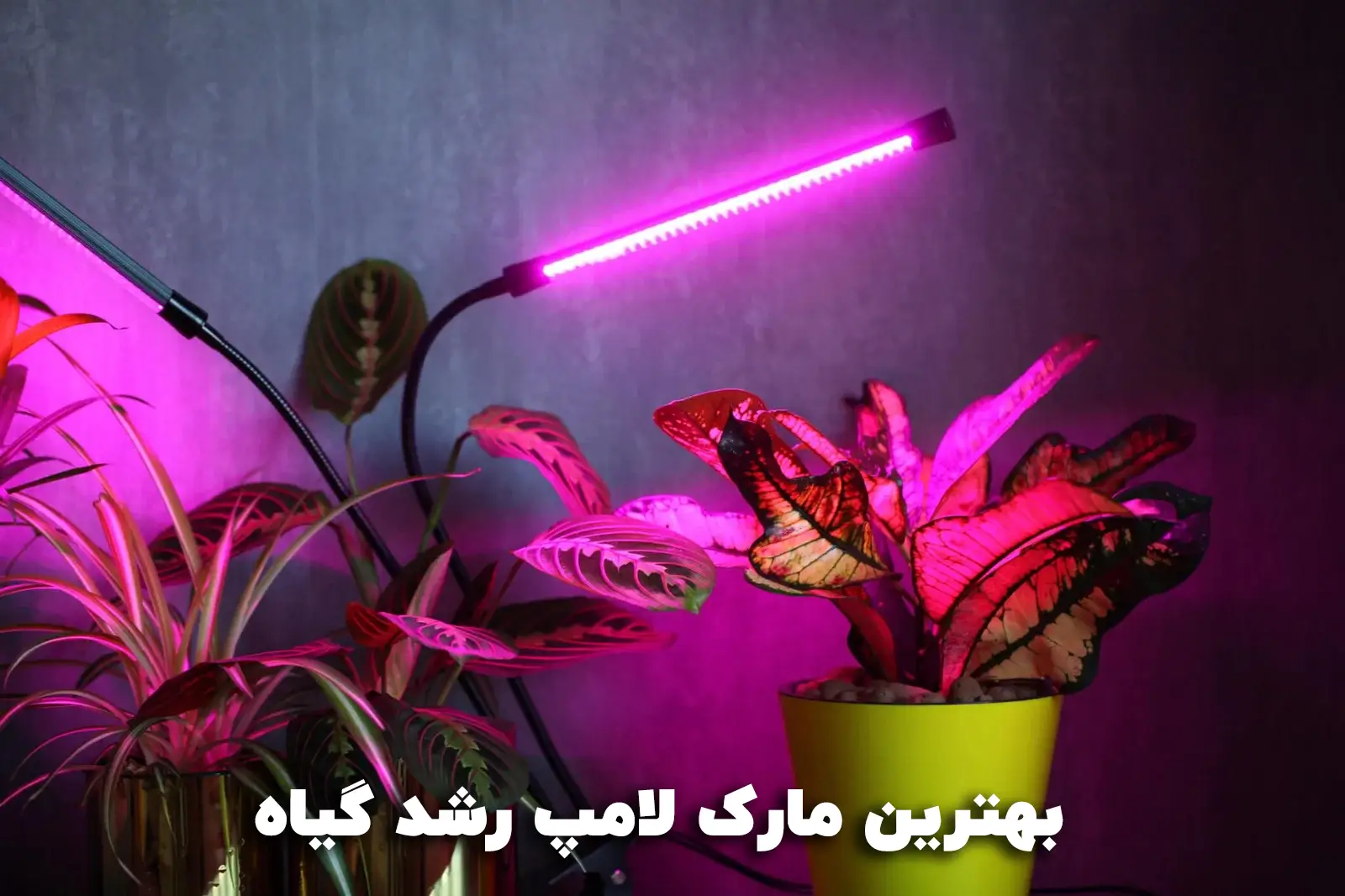 lamp plant growth