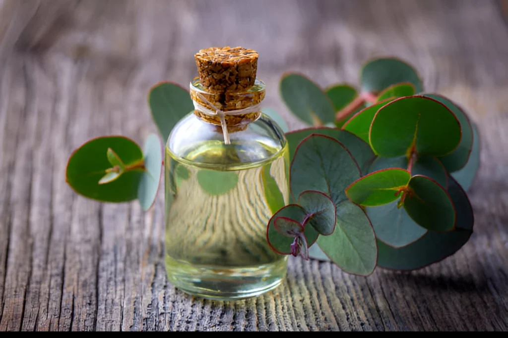 اسانس اکالیپتوس